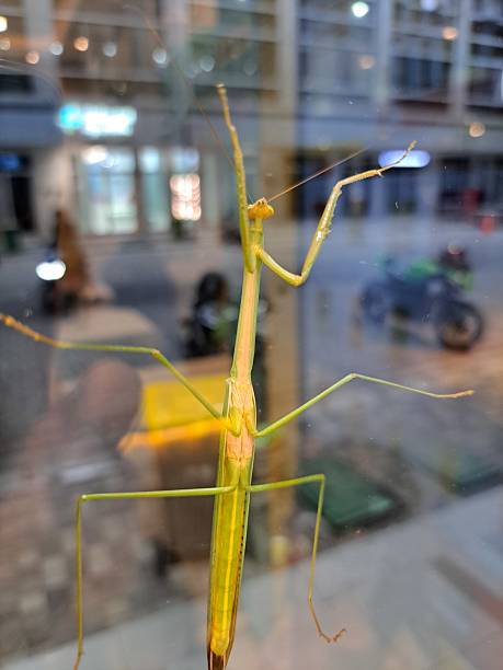 Mantis larvae on plant in the wild