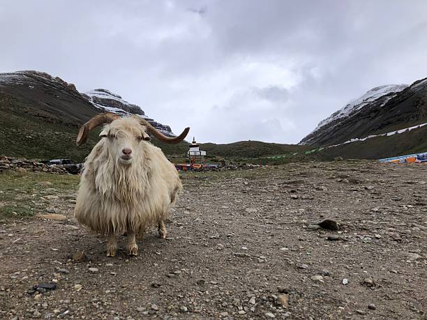 istock Ashtapad in September - Inner Kora around Mount Kailash in Tibet. 2236734601