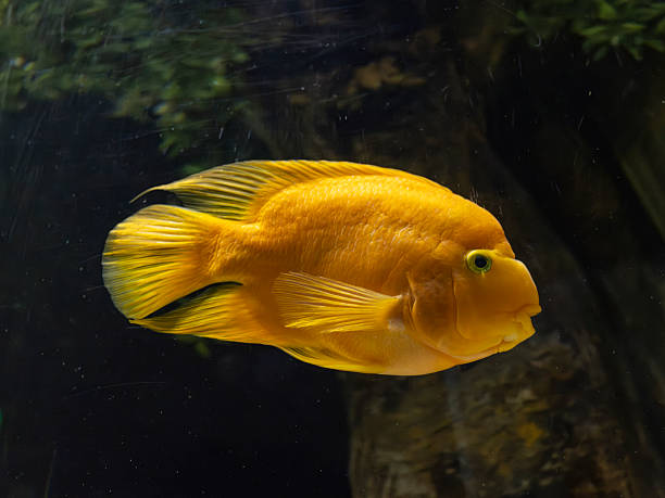 istock Tropical fish in the marine aquarium 2236735753