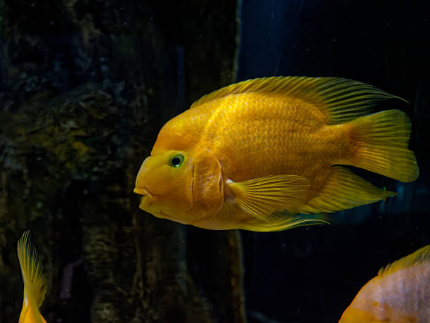 istock Tropical fish in the marine aquarium 2236736033
