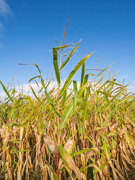 istock Field of corn plants before harvest 2236736313