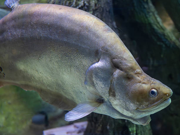 istock Tropical fish in the marine aquarium 2236737454