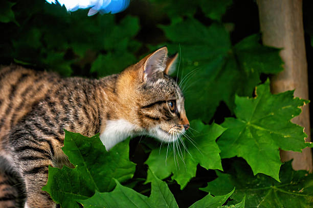 Cat in the forest exploring