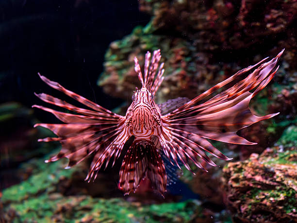 istock Beautiful lionfish in a tropical aquarium 2236737907