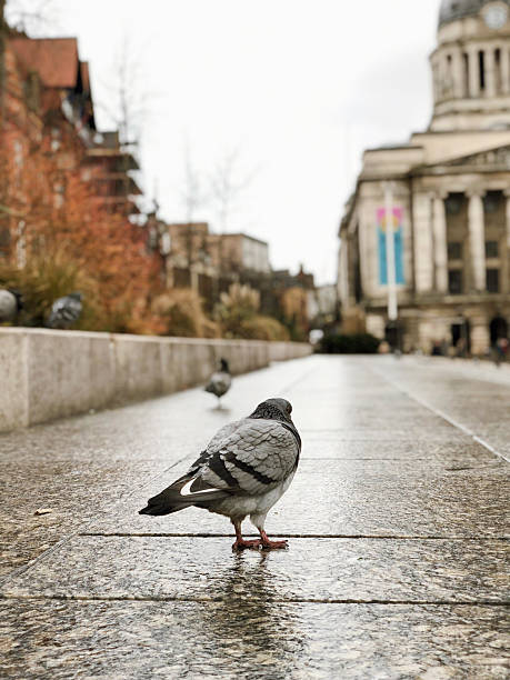 istock Pigeon on Wet Pavement in City Square 2236739161