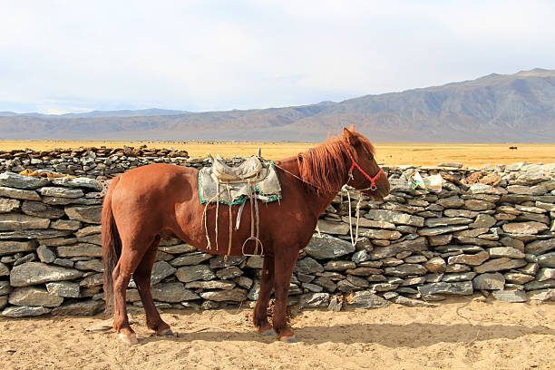 A male horse waits by the wall. The brown horse is a horse breed native to Mongolia.