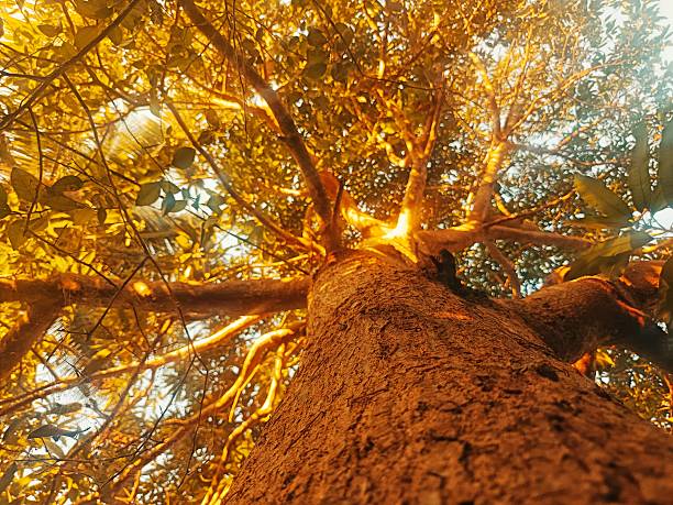 Golden leaves whispering autumn dreams