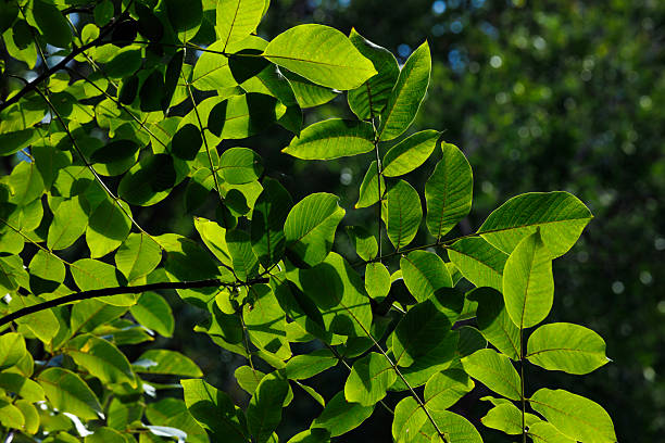 Green leaves with natural sunlight. Bright green tree foliage with sunlight filtering through. Natural background.