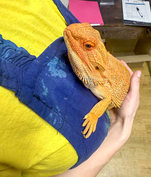 istock Pet Bearded dragon in woman;s arms 2236740864