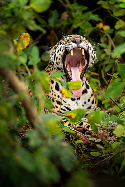 istock Jaguar Yawn in the Jungle 2236741577