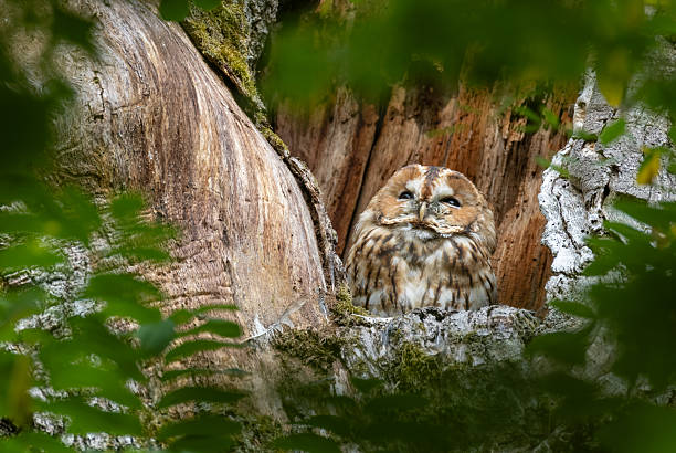 Beautiful female tawny owl (Strix aluco) sitting in an old tree looking up.
