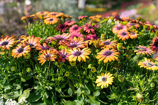 istock Flowers in the garden 2236744330