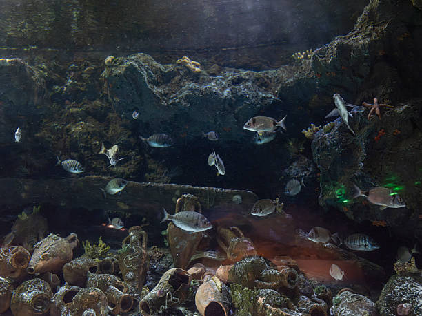istock Tropical fish in the marine aquarium 2236746067