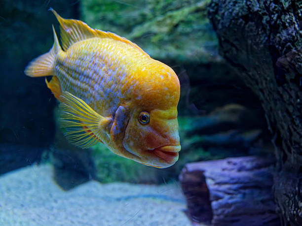 istock Tropical fish in the marine aquarium 2236746117