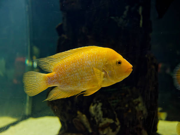 istock Tropical fish in the marine aquarium 2236746317