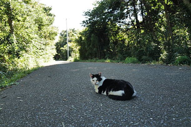 Wild lazy cat sleeping on the street