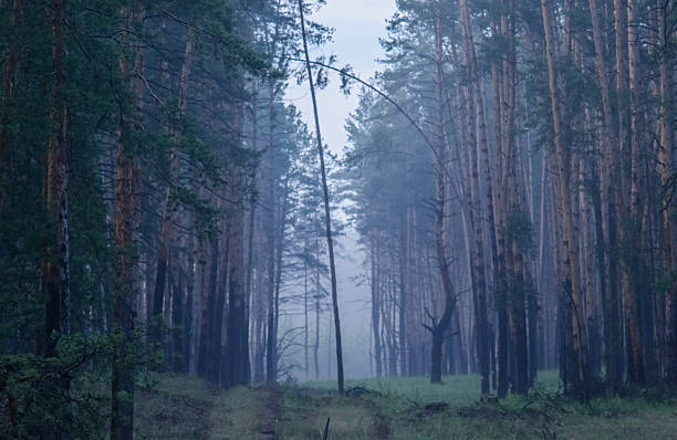istock Mist in Pine Grove A mystical mist weaving through a pine grove 2236747724
