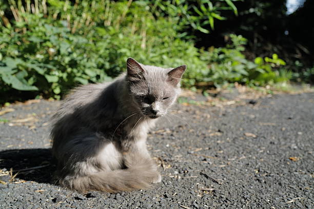 Wild lazy cat sleeping on the street