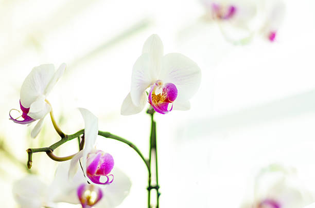 Beautiful colorful Orchid flower. Photo with nice bokeh