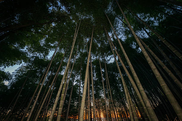 Sun rises in Kyoto, light filters through Arashiyama bamboo forest, illuminating slender trunks and revealing subtle textures beneath the morning canopy