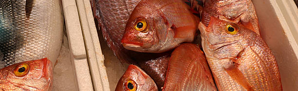 istock red fish neatly displayed in a crate at a market 2236748780