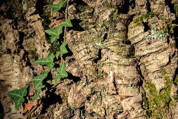 Ivy leaves grow along rugged tree bark with moss and natural textures