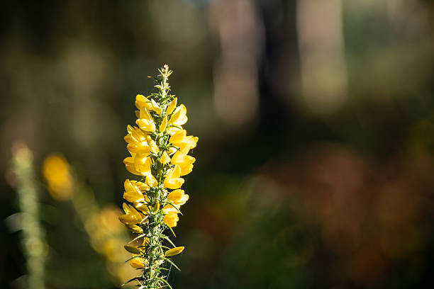 Vibrant yellow wildflower stands tall in sunlight with a blurred dark background