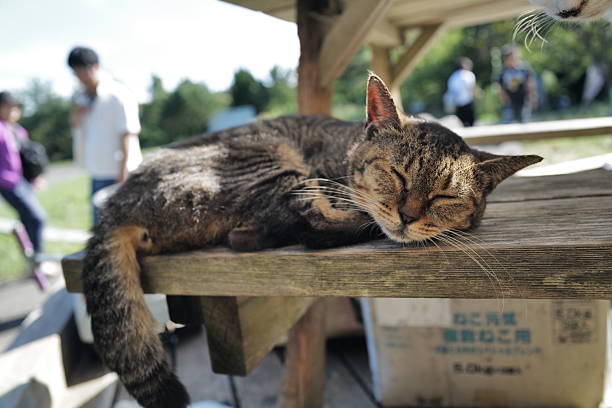 Wild lazy cats in yard