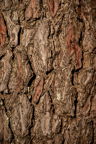 Natural wooden bark surface showing rugged patterns and organic textures