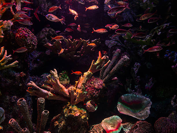 Colorful tropical fish swimming gracefully in a clear aquarium