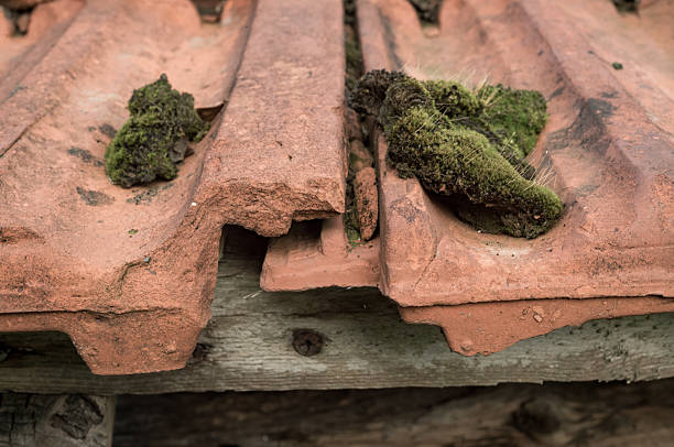 Old terracotta roof tiles with patches of green moss showing age and natural decay