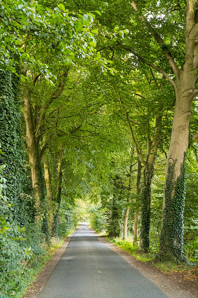 Quiet rural road lined with lush green trees forming a natural canopy