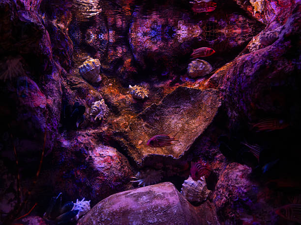 istock Tropical fish in the marine aquarium 2236751141