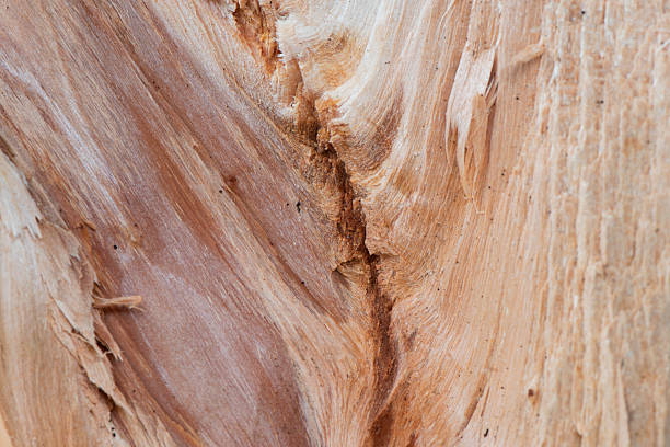 istock Close up inner section of the pattern of a storm damaged Hawthorn tree. 2236751499