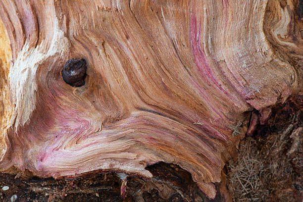 The inner section of the pattern of a storm damaged fallen treeHawthorn tree.