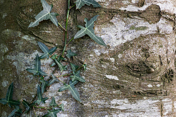Ivy plant growing on the trunk of beech tree in a beech forest.