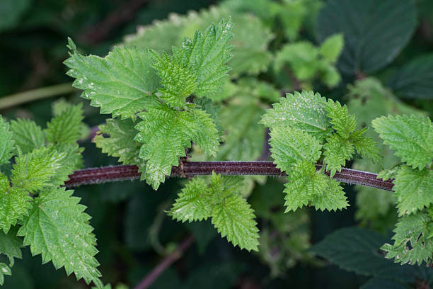 Nettle leaves in a woodland.
