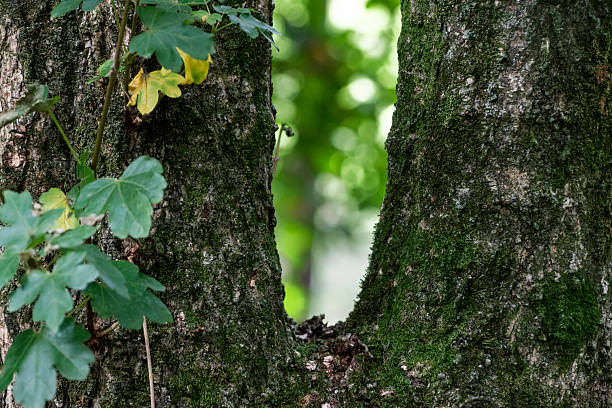 Close up branches of oak tree trunk. Oak tree leaves in the foreground.