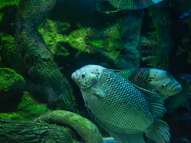 Colorful tropical fish swimming gracefully in a clear aquarium