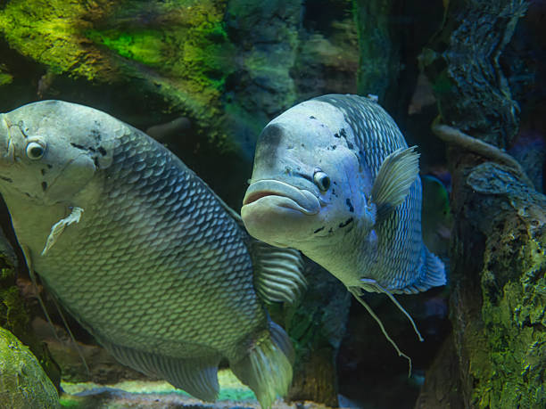 istock Tropical fish in the marine aquarium 2236751939
