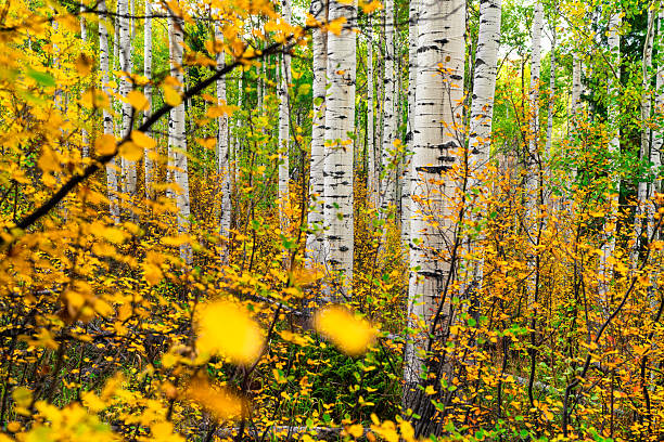 istock Fall Autumn Foliage in Mountain Aspen Forest 2236752205