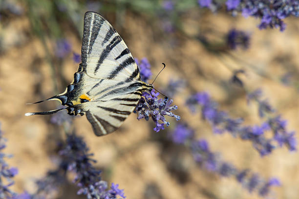 Beautiful scarce swallowtail butterfly feeding on a lavender flower in a field of blooming lavender,  Provence, France