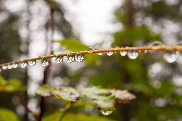 Water Droplets on a Thin Twig After Rain