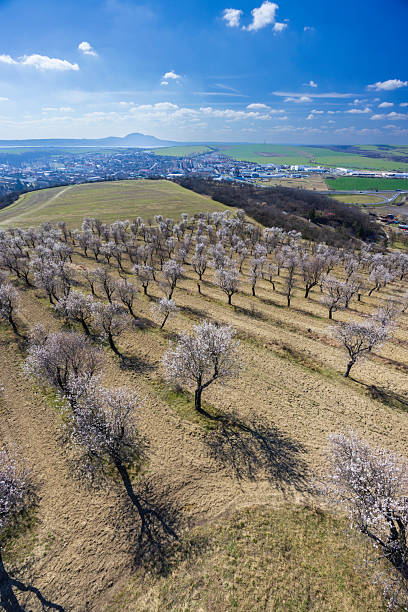 istock Almond tree orchard in Hustopece, South Moravia, Czech Republic 2236753711