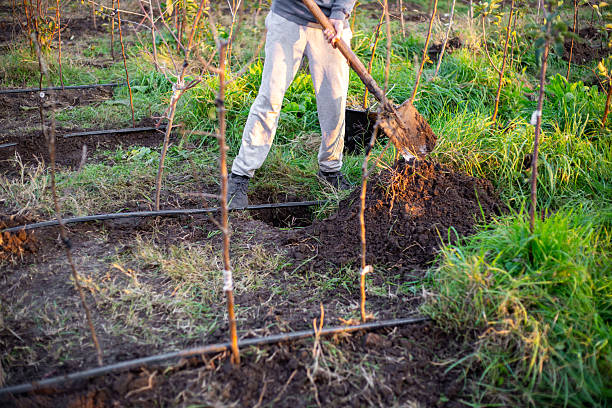 istock A farmer carefully plants young seedlings using drip irrigation for efficient watering 2236754040