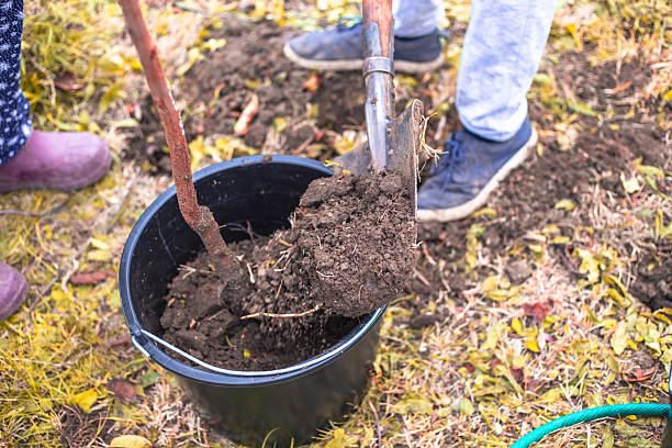 istock A gardener shovels soil from a planting site into a plastic bucket containing a sapling to prepare for planting. Garden Nursery with a closed root system 2236754053