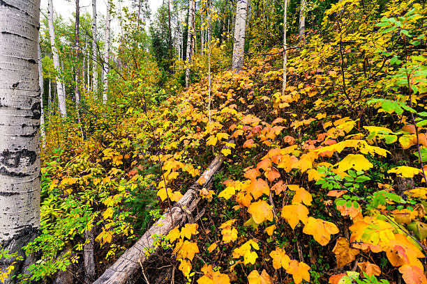 Scenic nature landscape at the peak of fall colors with vibrant greens, yellows and oranges in stunning forest of aspen trees. Colorado Rocky Mountains, USA.