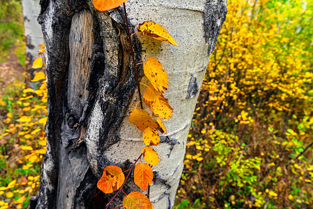 Scenic nature landscape at the peak of fall colors with vibrant greens, yellows and oranges in stunning forest of aspen trees. Colorado Rocky Mountains, USA.