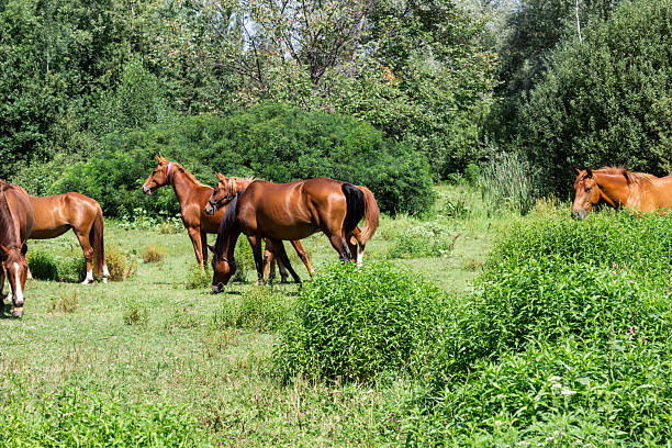 A herd of horses passes through the forest.