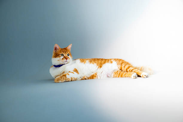Ginger and white domestic cat wearing a purple collar lying comfortably on a minimalist studio background. The relaxed pose and clean composition make it suitable for pet, lifestyle, and animal-related concepts.